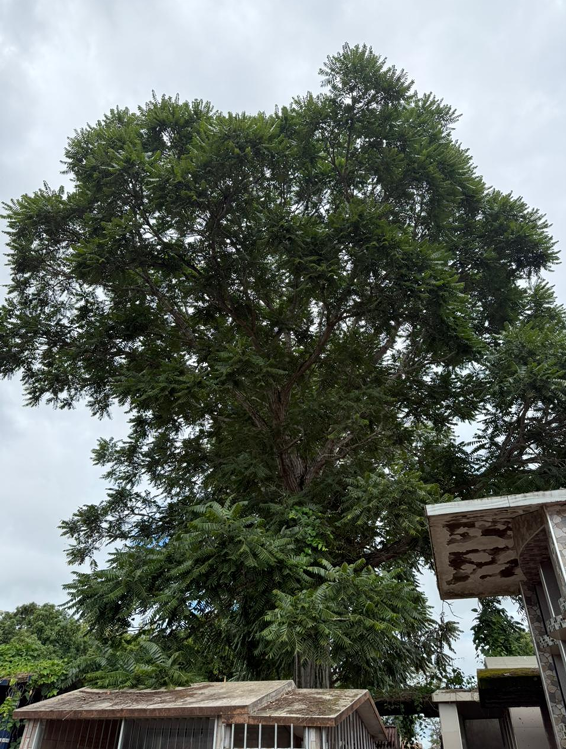 Árbol La Castañita