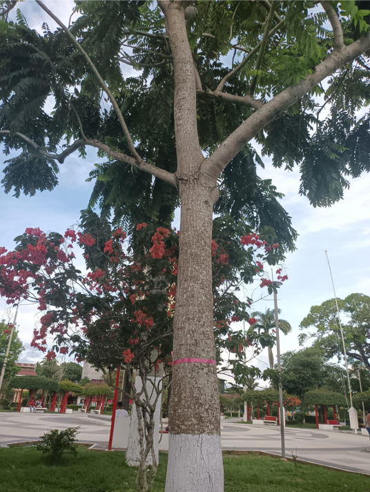 Árbol La Castañita