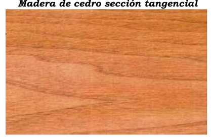 Árbol La Castañita