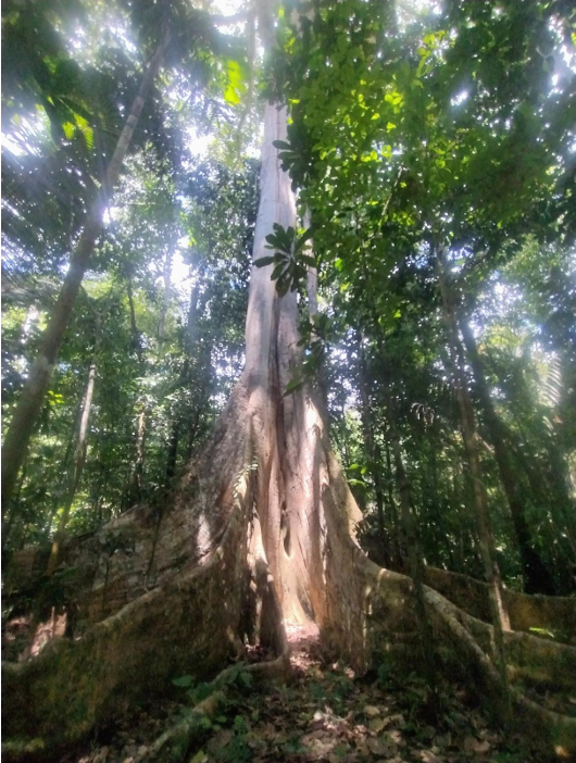 Árbol La Castañita