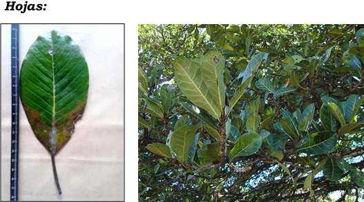 Árbol La Castañita