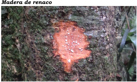 Árbol La Castañita
