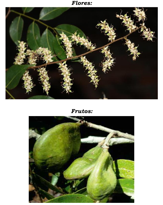 Árbol La Castañita